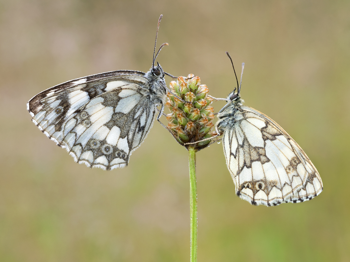 Marbled Whites 2